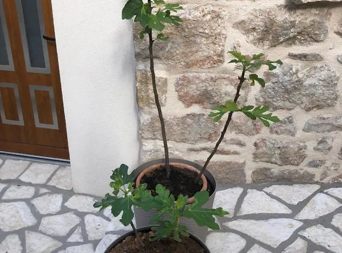 Old Town Tonka Appartamento *